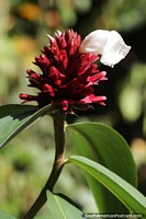 Spiral ginger family, red plant with white flower in the Amazon.