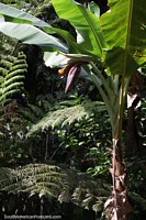 Planta de banano con grandes hojas verdes y bulbo morado, el Amazonas.