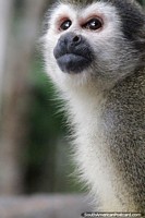 Squirrel monkeys live in large groups in the Amazon rainforest.
