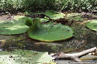 Nenúfares gigantes (Victoria Amazonica) encontrados na Amazônia.