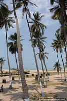 Grown palm trees and newly planted palms on the beachfront in Riohacha.