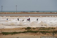 Salinas de Manaure, hombres haciendo montones de sal.