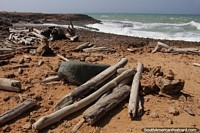 Driftwood on the rocky coastline in Kama'aichi, Cabo de la Vela.