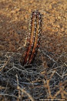 Pequeno cacto que cresce no terreno rochoso e seco de Cabo de la Vela.