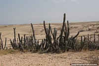 Cactus y desierto en Baha Portete, Guajira.