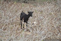 Uma cabra vagueia pelas terras ao redor de Punta Gallinas, uma das milhares de Guajira.