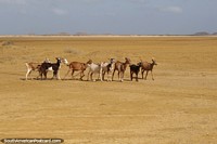 Las cabras deambulan por el desierto de la Guajira, donde estn en el men de lugareos y visitantes.
