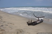 Welcome to Palomino beach in Guajira.