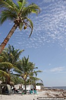 Coconut hangs on a palm above the beach in Necocli.