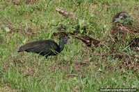 Green Ibis walking in the grasses of Finca La Florida in Acacias.