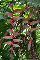 Heliconia Chartacea is native to tropical South America, here growing in Acacias.