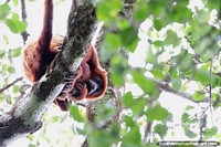 Mother and baby, Red Howler Monkeys, La Palmita, Los Llanos.