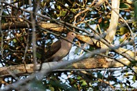 White-tipped Dove, La Palmita Nature Reserve, Los Llanos.
