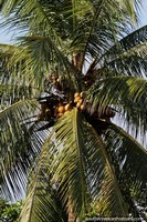 Coconut palm with yellow fruit and large leaves that spread out in a star shape in the Amazon in Coca.