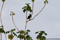 Silhouette of a Vulture in a tree in the Amazon in Coca.