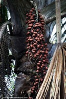 Moriche Palm, tropical tree of the wetlands and seen here in the Amazon, Coca.