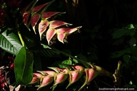 Larger version of Heliconia Wagneriana growing in Mindo, it does not tolerate too much direct sunlight.