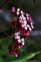 Larger version of Flora in Mindo around the river area, pink petals.