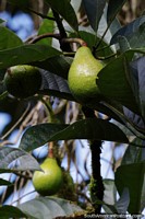 Larger version of A green fruit growing in the trees in Mindo.