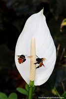 Larger version of A pair of bees hover around a Peace Lily in Mindo.