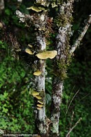 Larger version of Oysterlings, a fungi growing on a tree trunk in Mindo.