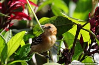 Larger version of Small yellow and gold bird in the sunlight in Mindo.