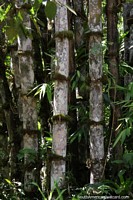 Larger version of Bamboo growing in the forest in Mindo.