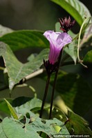 Larger version of Nice pink flower in the sunlight growing in the forest in Mindo.