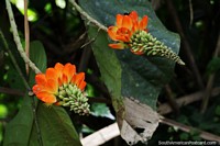 Larger version of Baluy, an orange flower growing in the forest in Mindo.