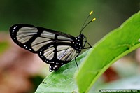 Larger version of Mindo is a great place to see butterflies in nature or at a butterfly house.