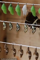 Larger version of Chrysalis in the butterfly house in Mindo waiting to hatch into butterflies.