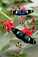 Larger version of Beautiful blue butterflies sit upon red flowers in Mindo.