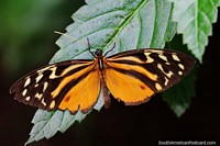 Larger version of Orange, black and yellow butterfly on a leaf in Mindo.