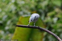 Larger version of Blue-gray Tanager, common bird in Mindo and other places.