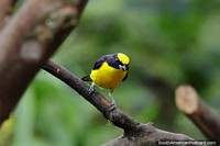 Larger version of Thick-billed Euphonia, a a yellow and black bird seen in Mindo.