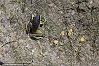 Larger version of Small khaki-colored frog on the forest floor in Mindo at night.