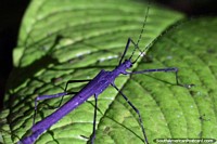Larger version of Black stick-insect sitting on a leaf in the forest in Mindo at night.
