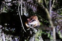 Larger version of Small brown frog on the forest floor in Mindo at night.