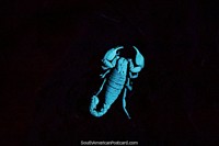 Larger version of Scorpion glowing white in the dark at night in Mindo.