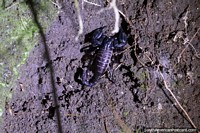 Larger version of Scorpion is black under light, Mindo at night.