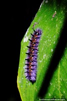 Larger version of Furry caterpillar crawls on a leaf in the forest in Mindo at night.