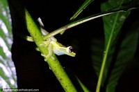 Larger version of A small green frog alert at night in the forest in Mindo.