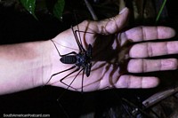 Larger version of Big black bug with long legs in the forest in Mindo at night.