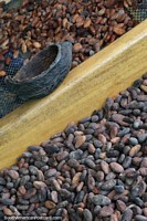 The seeds inside the white cacao fruit are dried and aged - Mindo chocolate making tour.