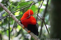 Ecuador Photo - Cock of the Rock, this famous and unusual bird can be seen here in Mindo.
