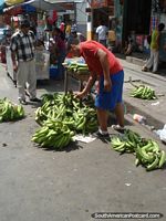 As bananas frescas colhem-se das plantações em Machala. Equador, América do Sul.