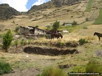 Cavalos comendo feno nas colinas das montanhas. Equador, América do Sul.