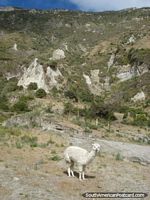 The llama of Quilotoa Laguna.