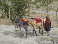 The lady of Quilotoa Laguna brings horses to ride to the top of the rim. Ecuador, South America.