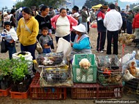 Animals and pets for sale at the Otavalo animal market. Ecuador, South America.
